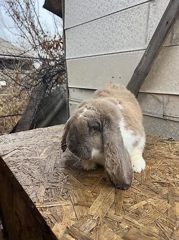 шотландская длинношерстная кошка: Французский
баран 10 месяцев вес шесть кг отвечает 24/7 — 1