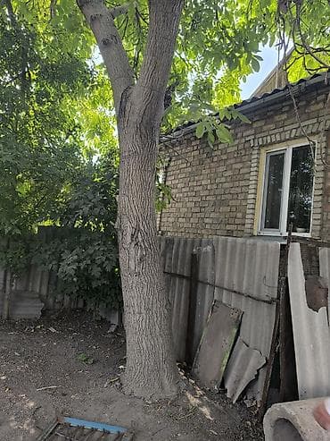 Лес кругляк: Грецкий орех (плодовое дерево) для заготовки древесины/дров. - — 1