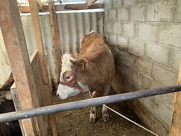 Продаю | Корова (самка) | Симментальская | На откорм | Привязанные at lalafo.kg Продаю | Корова (самка) | Симментальская | На откорм | Привязанные