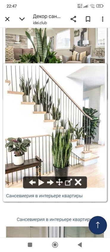 цветы фикусы: Распродажа комнатных цветов! Цены от 150с.! — 7