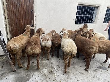 animal pack: Продаю | Ягненок | Для разведения — 6