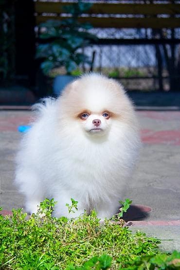 щенки лабрадора цена: Шпиц, 5 месяцев, Самец — 3