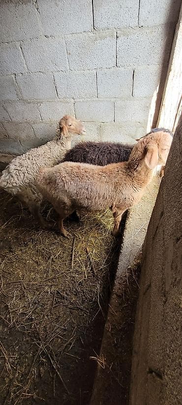 стрижка для овец: Продаю | Ягненок | Для разведения — 6