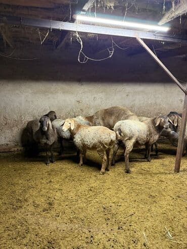 клетка для крыс: Продаю | Овца (самка) | Для разведения | Матка — 4