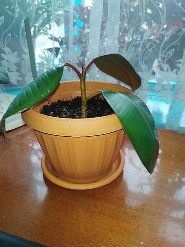 Үй жана бакча үчүн баардык: Фикус эластика (каучуконосный) — молодые растения в горшках. - — 3