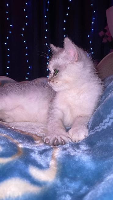 кошки каракол: Британская короткошёрстная, 4 месяца, Мальчик, Серебристая шиншилла, Приучена к лотку — 2