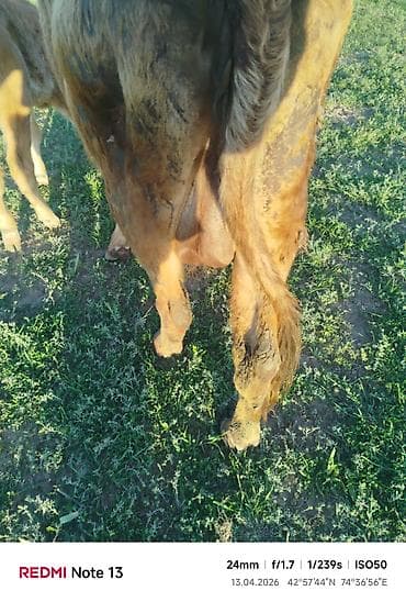 ээр токум жугон: Продаю | Корова (самка) | Полукровка | Для разведения | После отела — 8