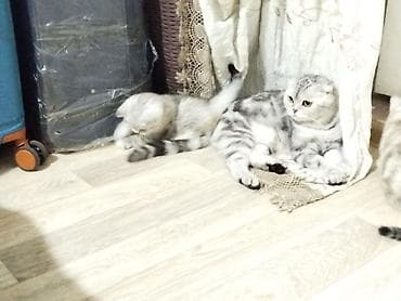 Скотиш Страйт (Шотландская прямоухая), 2 месяца, Девочка, Серебристая шиншилла, Приучена к лотку