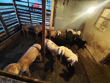 прием мясо: Продаю | Овца (самка) | Полукровка | На забой — 1