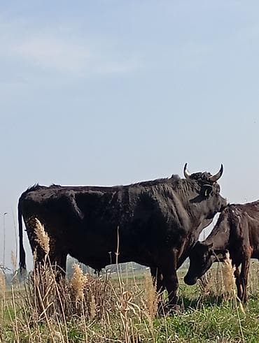 улики для пчел: Продаю | Корова (самка) | Для молока | После отела — 2