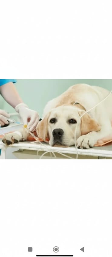 доберман собака цена: Эвтаназия собак и кошек - Гуманная процедура усыпления домашних — 1