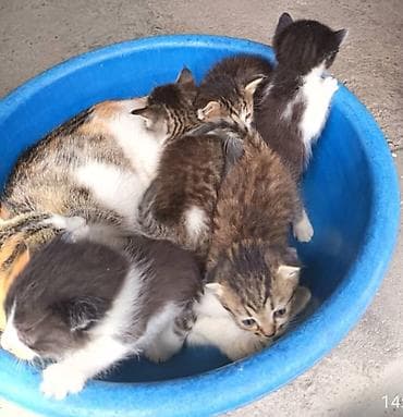 bb kitty бишкек: Котята вместе с кошечкой ( с мамой) отдаётся в хорошие, заботливые — 3
