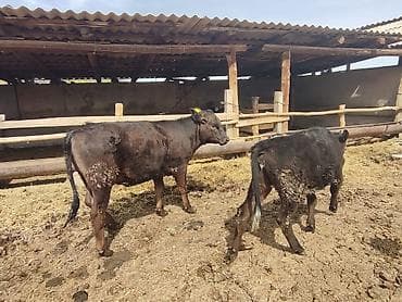 d cat: Продаю | Корова (самка), Тёлка | На откорм — 5