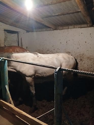 жеребая: Продаю | Жеребец | На забой — 7