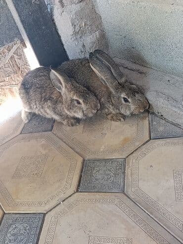 купить домик для кошки недорого: Кролики (двое на фото), окрас агути/серо-бурый. Крупные уши, плотная — 2