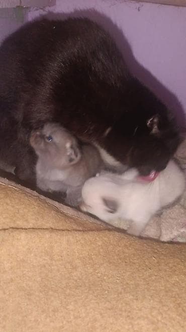 1 месяц, Девочка, Приучена к лотку