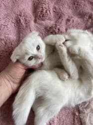 пидбуль щенок в оше эркек: Скотиш Фолд (Шотландская вислоухая), 2 месяца, Мальчик, Белый, Приучена к лотку, Проглистована — 2