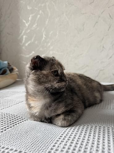 скоттиш фолд шотландская вислоухая кошка: Шотландская вислоухая кошка. 7-8 месяцев. Срочно! 1000 сом. Корм — 1