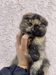 котик вислоухий купить: 3 месяца, Мальчик, Приучена к лотку, Проглистована — 1