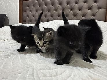 сушь для пчел купить: Котята от британской кошки (на фото мама). Особенности: - — 5