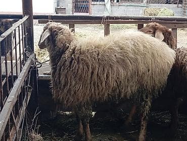 купить барашку: Продаю | Баран (самец) | Для разведения, Для шерсти, На забой | Матка — 6