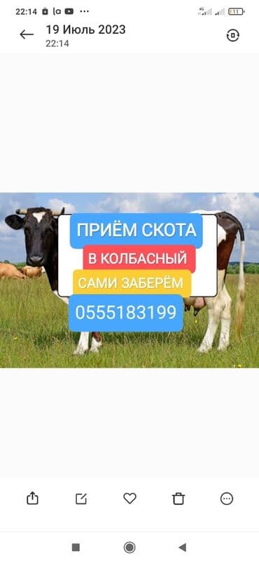 Куплю | Коровы, быки, Лошади, кони | Круглосуточно, Любое состояние, Забитый at lalafo.kg Куплю | Коровы, быки, Лошади, кони | Круглосуточно, Любое состояние, Забитый