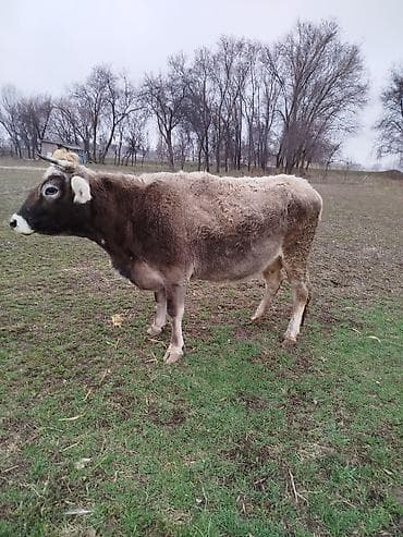 бычки ангус: Продаю | Корова (самка) | Для молока — 3