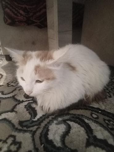 d cat: Пушистая домашняя кошка белого окраса с кремовыми пятнами — 1