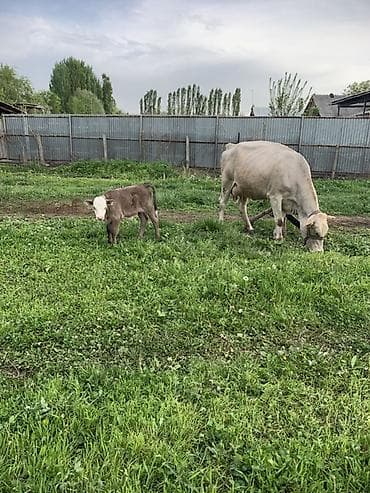 диск пес: Продаю | Корова (самка) | Для молока | После отела — 8