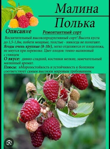 продаю фарель: Көчөттөр : Малина, Өзү алып кетүү — 1