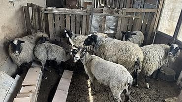 продам сельхоз животных: Продаю | Овца (самка), Ягненок, Баран (самец) | Романовская | Для разведения — 1