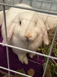 Рыбы: Срочно продам кролика Самец 3,4месяца Отдам вместе с сеном кормом и — 5