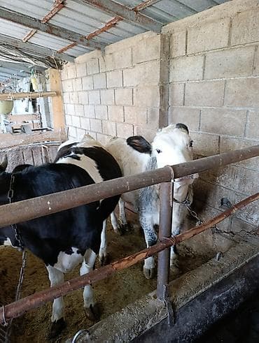в связи с переездом отдам попугая жако в добрые руки: Продаю | Музоо, торпок | Привязанные — 10