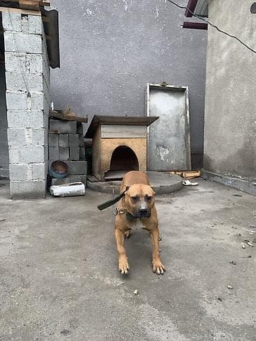 курцхаар щенок: Боксёр, 3 года, Самец, С прививкой — 3