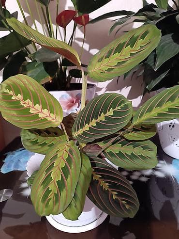 кактус гулу: Комнатные растения в горшках: 1) Кротон (Codiaeum variegatum) - — 6