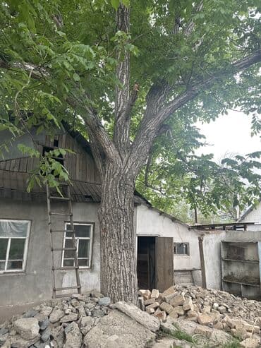 тарталетки цена бишкек: Продаю орех — 1