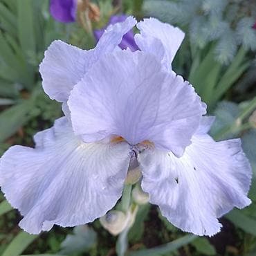 мухоловка цветок: Ирисы калированные. Больше 30 расцветок .Цена за 1 цветок и от него — 2