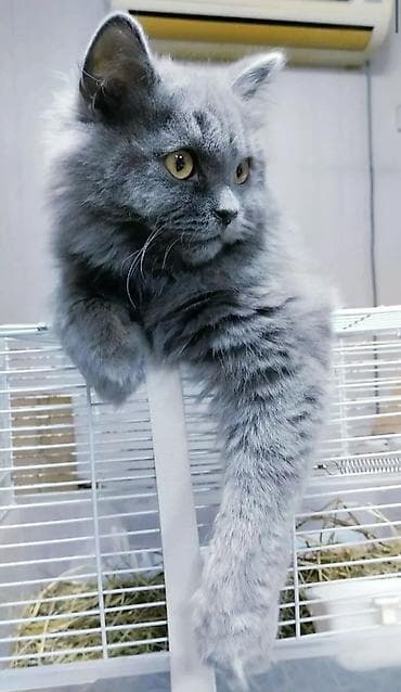 шотландский страйт: Скотиш Страйт (Шотландская прямоухая), 10 месяцев, Девочка, Голубой — 3