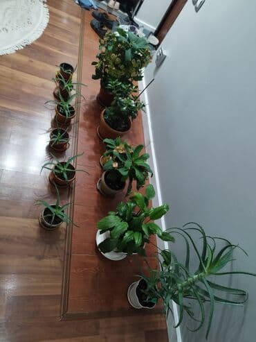 сколько стоят гипсофилы: Растения продаем фото : стоимость 1фото Алоя-300сом 2 фото женское — 3