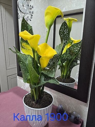 стар: Антуриум Андре — комнатное цветущее растение с глянцевыми — 3