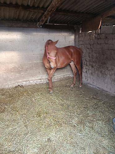 черный принц петух: Продаю | Жеребец | Полукровка | Конный спорт — 6