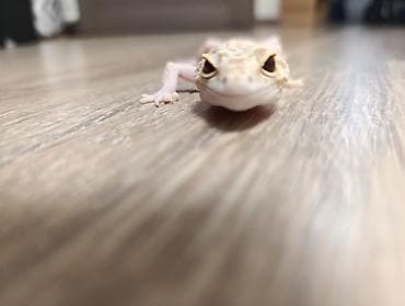 Эублефар (леопардовый геккон), светлый морф. Пол: женский Описание: -