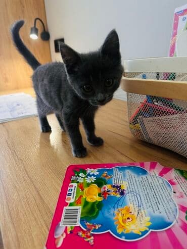 кошачий наполнитель: Беспородная, 3 месяца, Девочка, Серый, Метис — 1