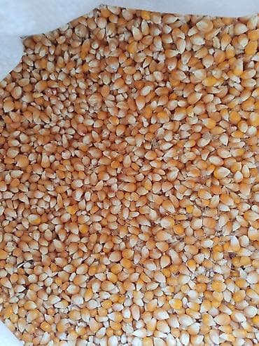 трава для животных: Кукуруза (сухое зерно) - Крупные равномерные зерна желтого цвета. - — 2