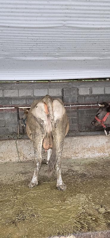 корова дмитриевка: Продаю | Корова (самка) | Швицкая | Для молока | Стельные — 8