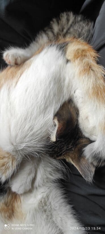 леопардовый кот: Кошка даром: Беспородная, Мальчик — 3