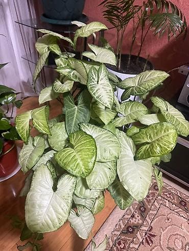 филодендрон еллоу флейм: Сингониум (Syngonium podophyllum) с пестрой листвой - Крупный куст с — 2