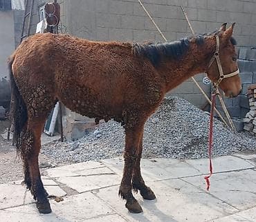 Мышыктар: Сатам | Бээ (ургаачы) | Жумушка — 5