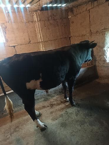 семис тайлар: Продаю | Бык (самец) | Швицкая | Для разведения | Племенные — 4