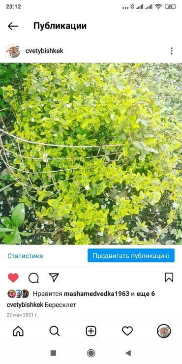 хризантема садовая купить: Бересклет белый и жёлтый. Кустаники. Морозостойкие .Лилейник жёлтый — 2